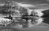 trees